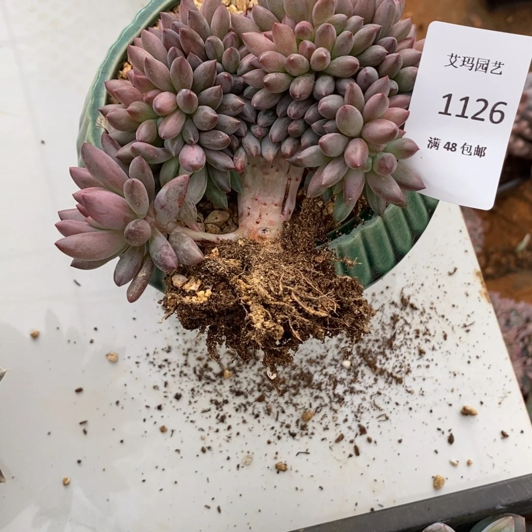 车厘子缀化多肉多肉1126