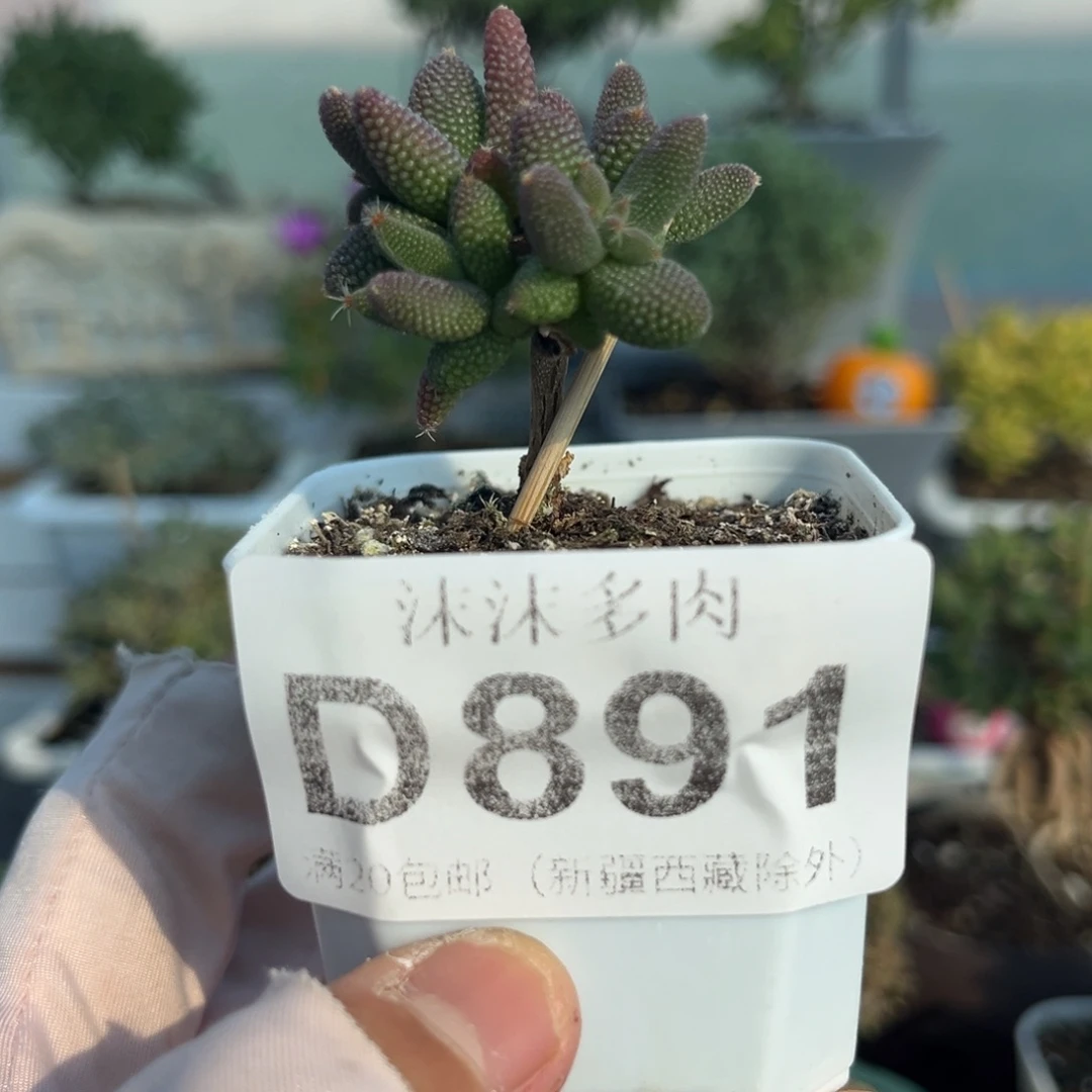 891实生玉米枝干番杏