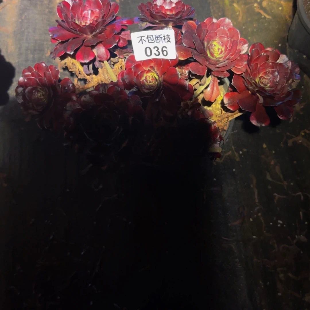 陶***夭036多肉法师锦1111