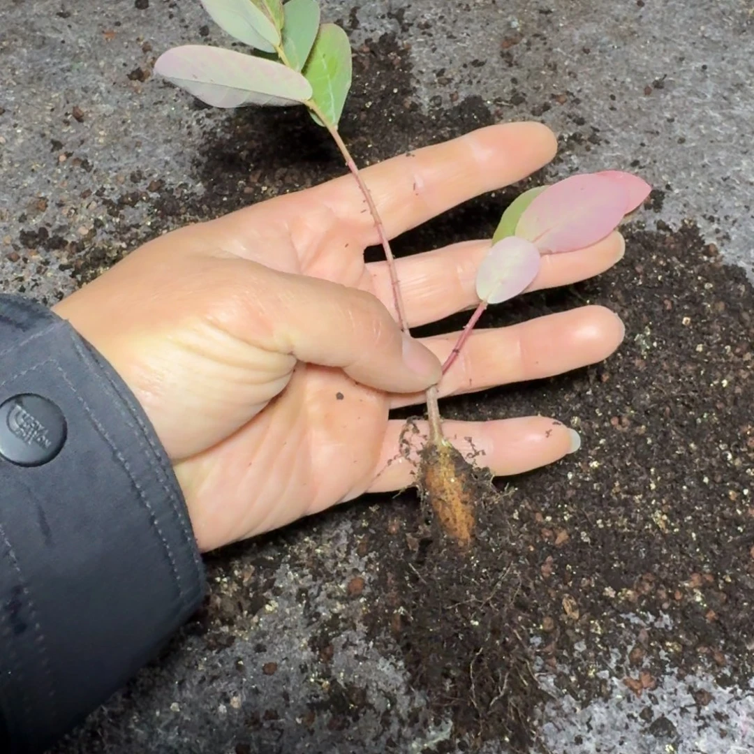 奇艺油柑量拍1棵块根植物