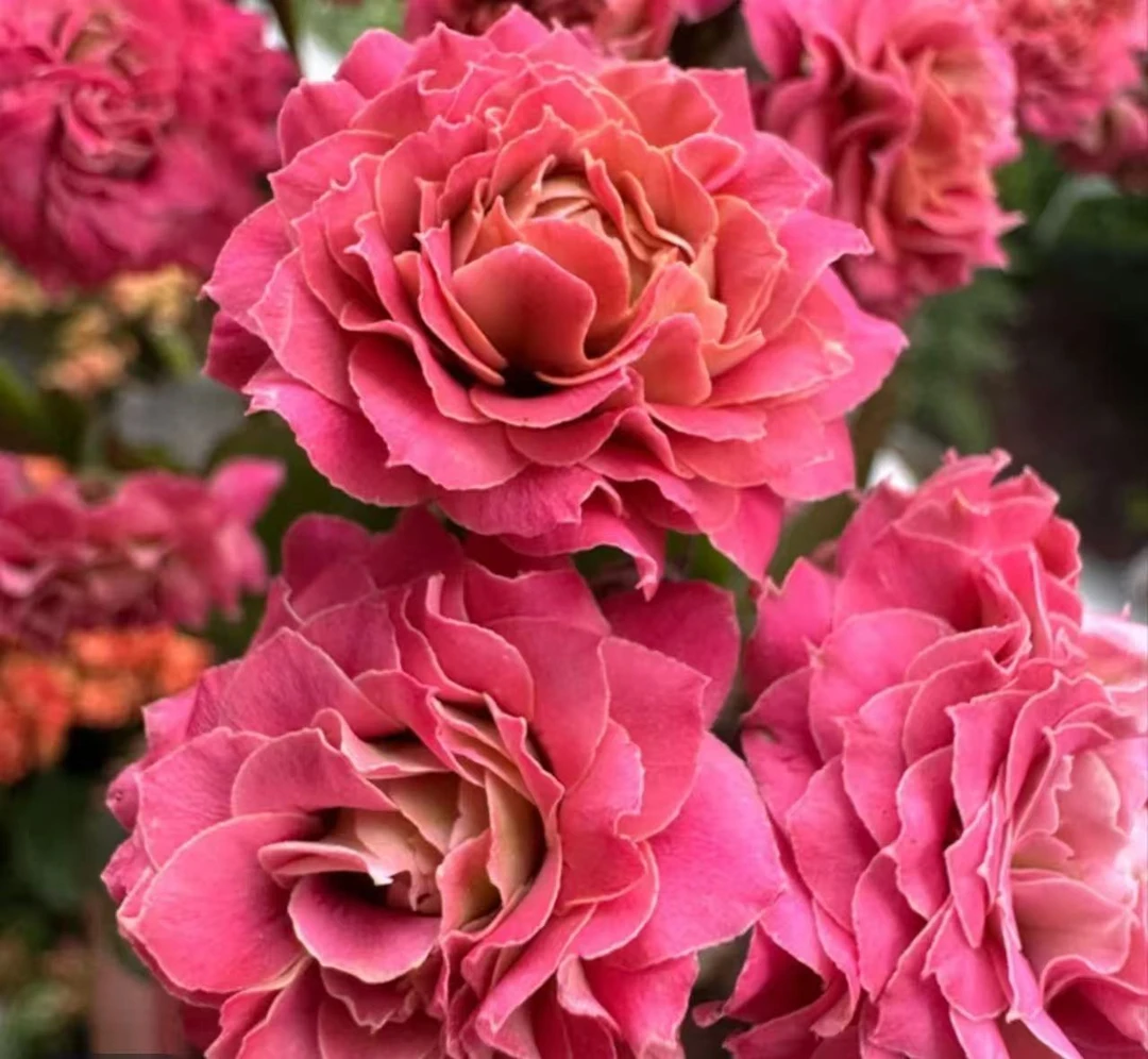 牡丹台--精品长寿花盆重瓣带花苞客厅室内养殖懒人花卉