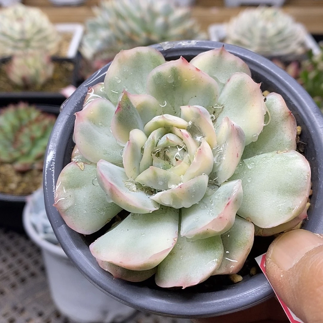 13103 草莓蛋糕锦