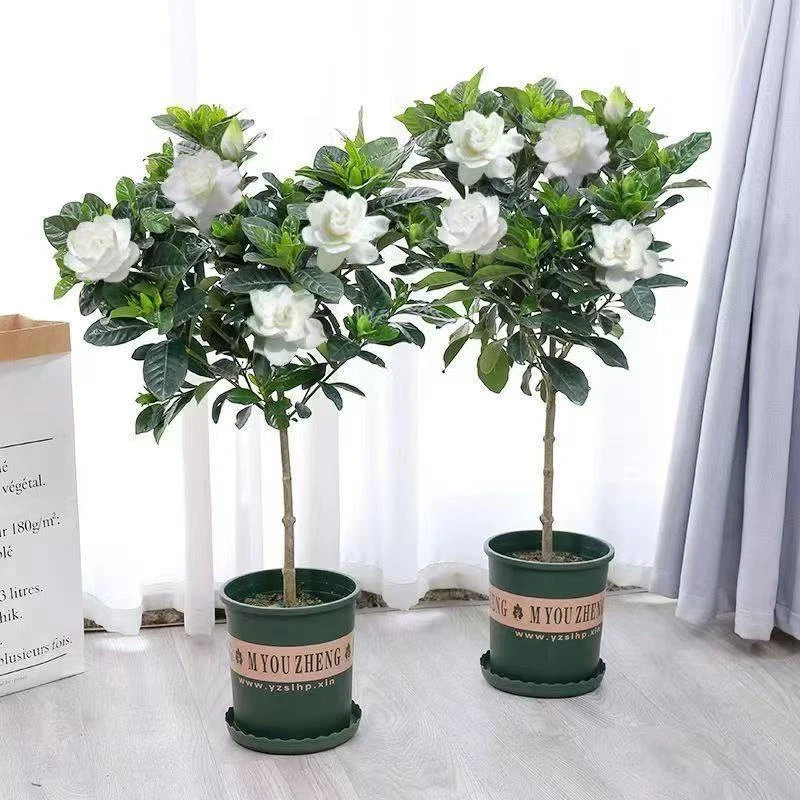 独杆棒棒糖大叶香水栀子花带花苞老桩树苗室外花卉