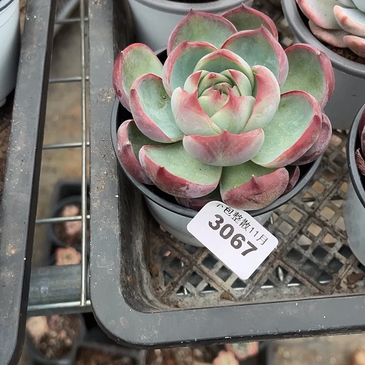 阿雅园艺。          3067惊鸿