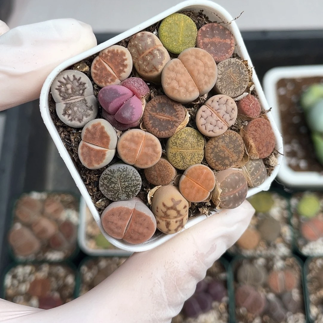 2018大棚清仓甩卖了