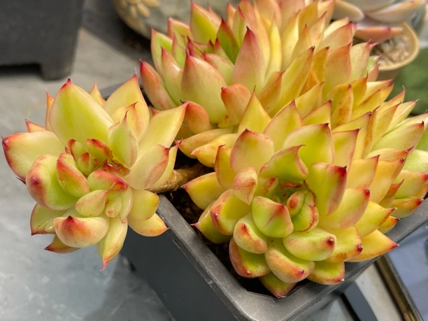 东云系星空老桩大群