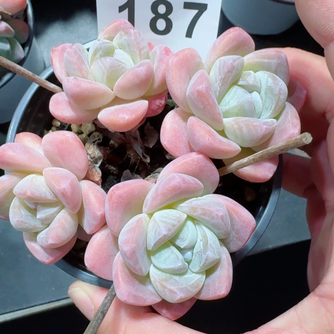 树桩冰玉            精美多肉植物