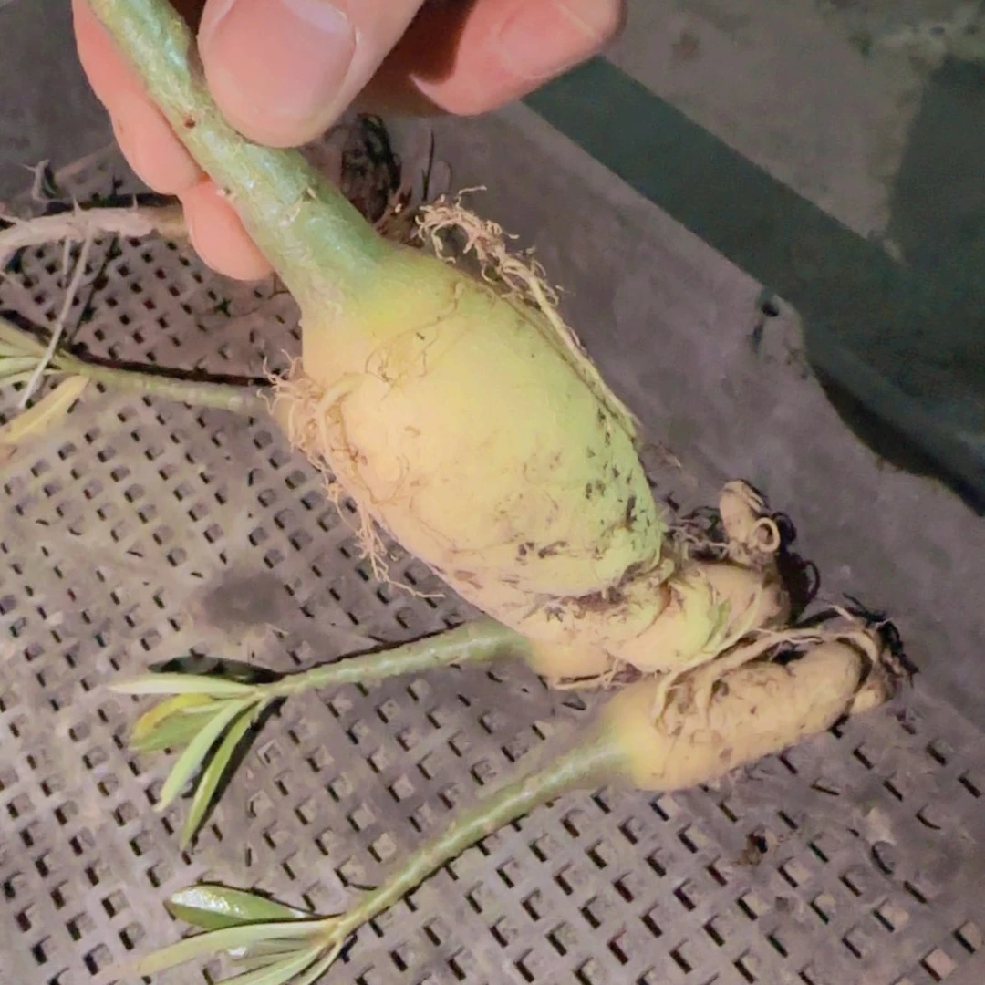 乐*块根植物块根植物