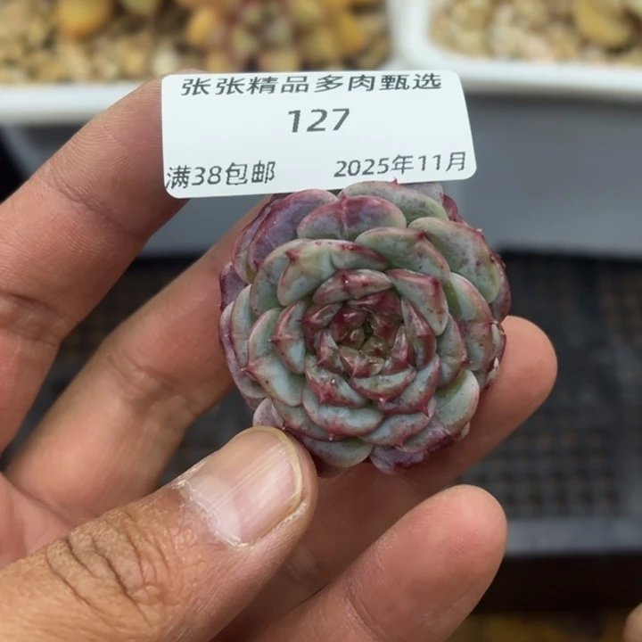 张张精品多肉甄选127