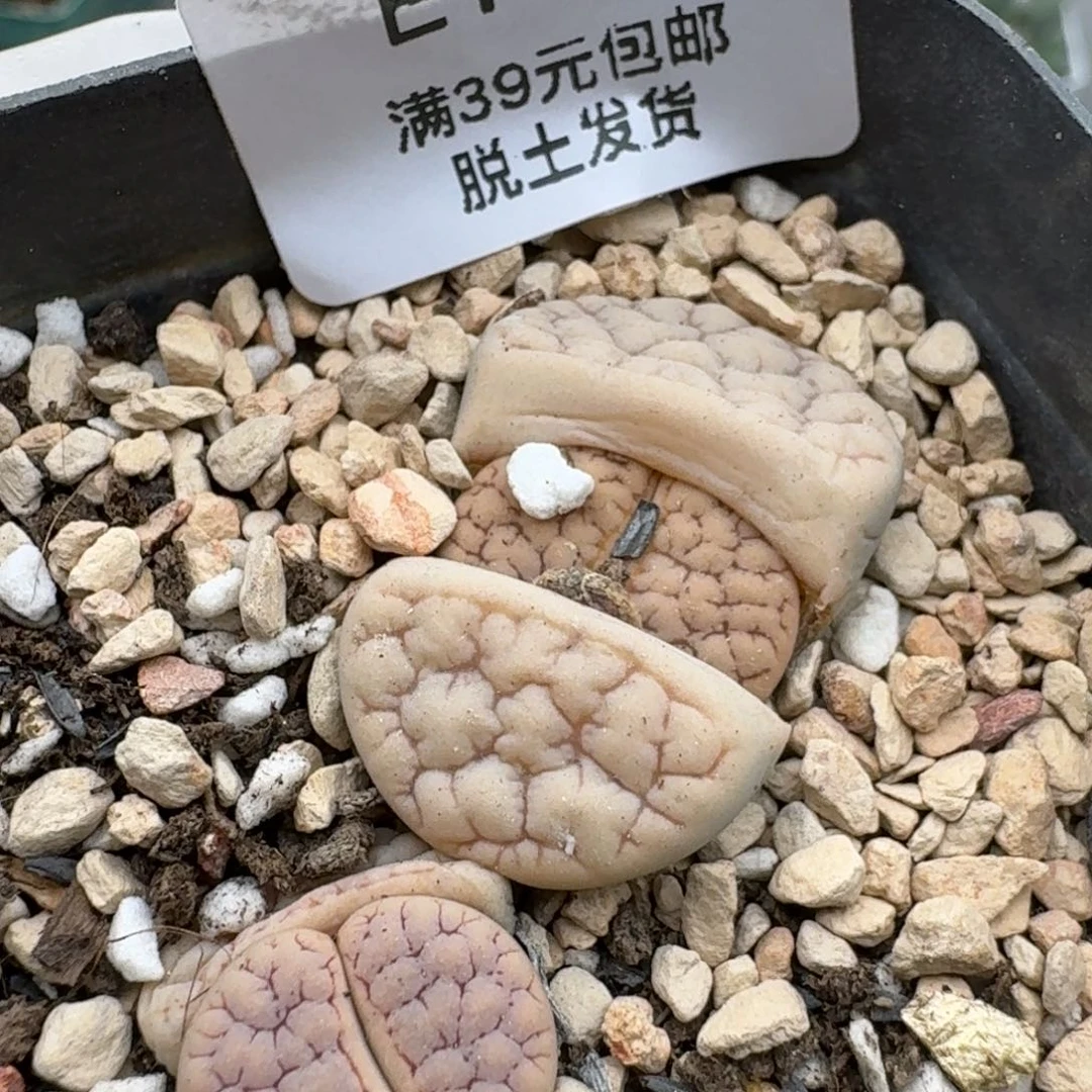 201多肉哈哈哈哈哈哈哈哈哈