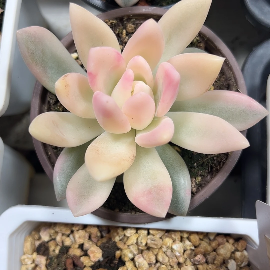 满38包邮奥普锦多肉