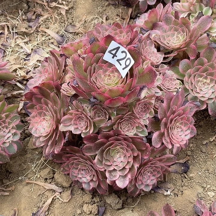 多肉植物法师429云荷