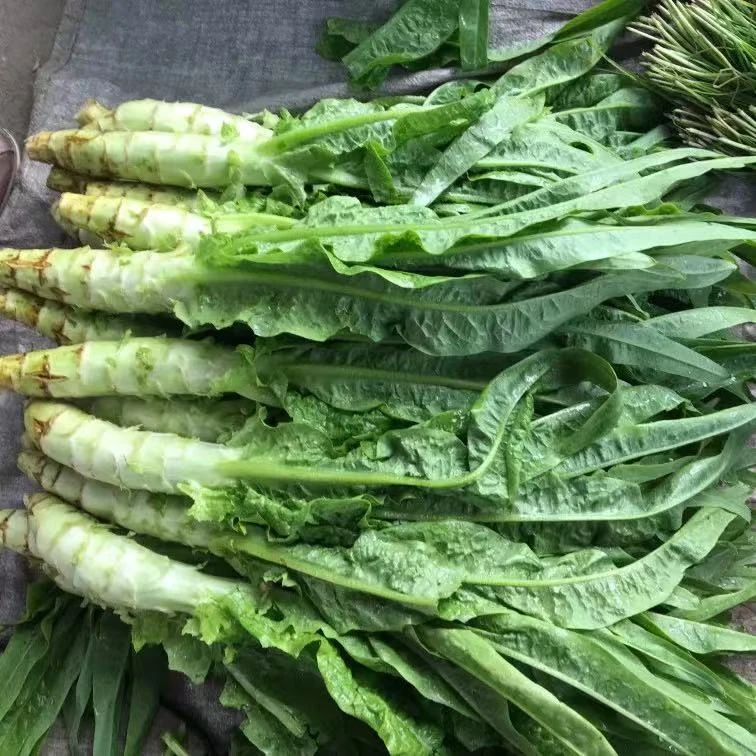 新鲜莴笋青皮笋莴苣脆嫩莴笋尖红叶香笋农家蔬菜