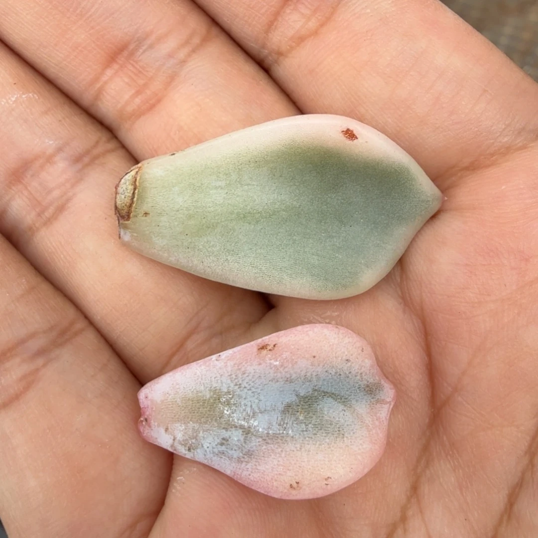 一组的推进多肉锦