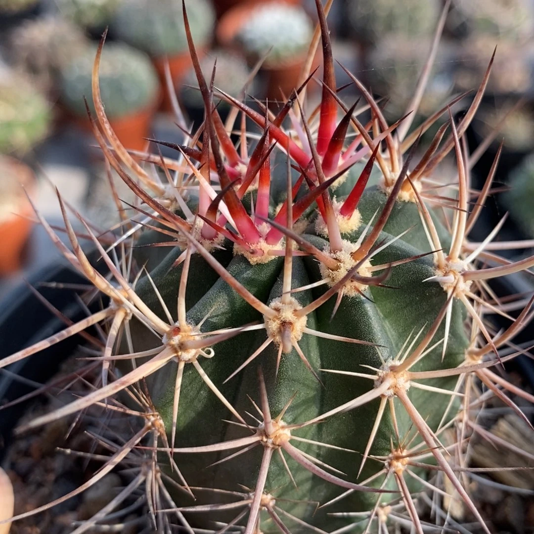 86林氏幻虾植播园艺