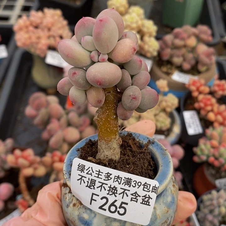 四代苹果奶265多肉植物
