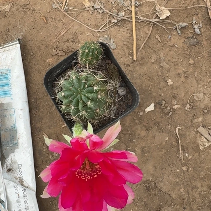 404丽花根掰花脱土发货有伤介意勿怕，20包邮