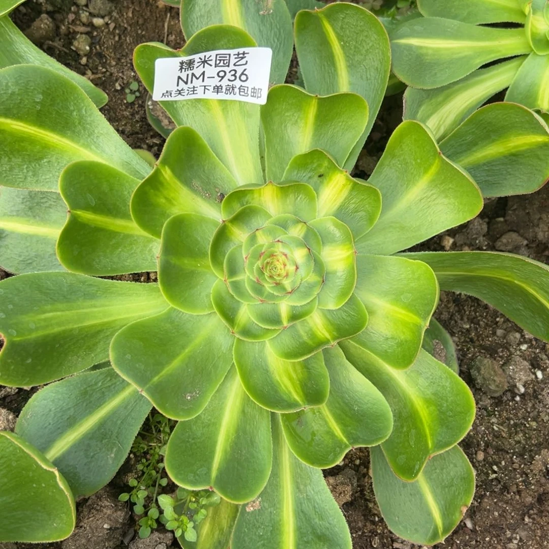 暴君多肉植物936