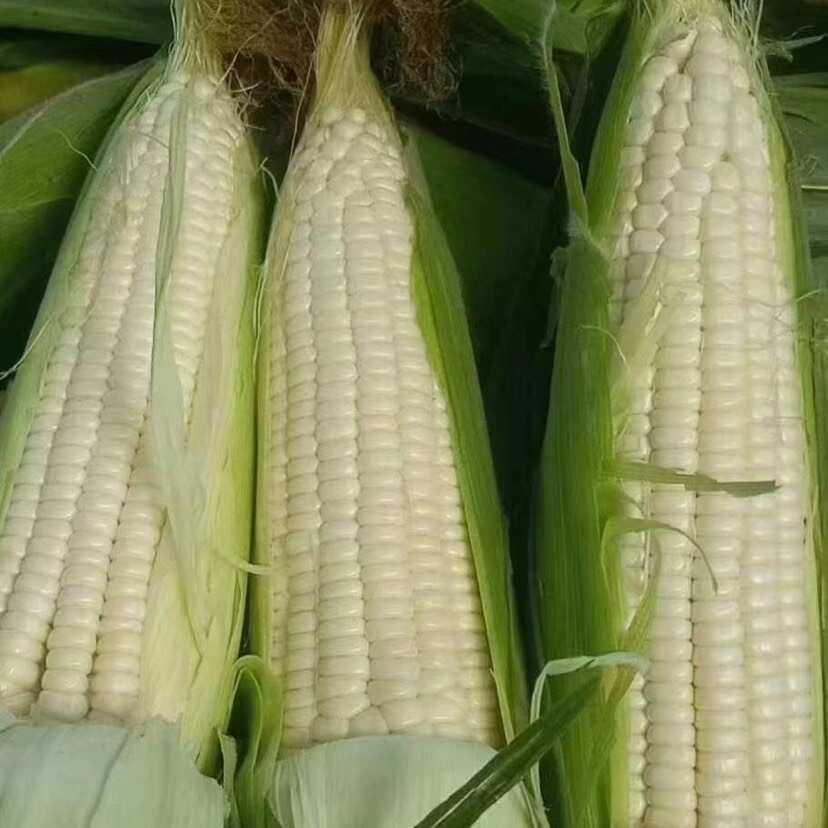 新鲜采摘甜糯玉米香甜软糯可口带壳应季蔬菜白糯水果奶油玉米新鲜