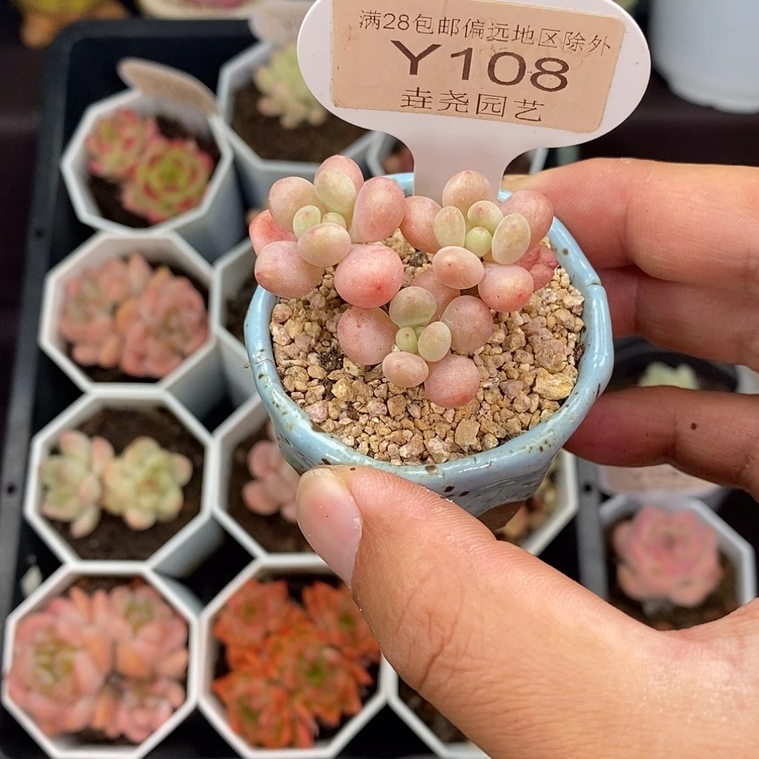 连***理0108 洛可可 4cm