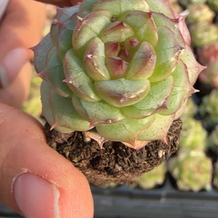 258号  优选新品