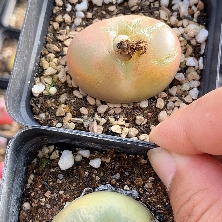 18639巨大一组有伤