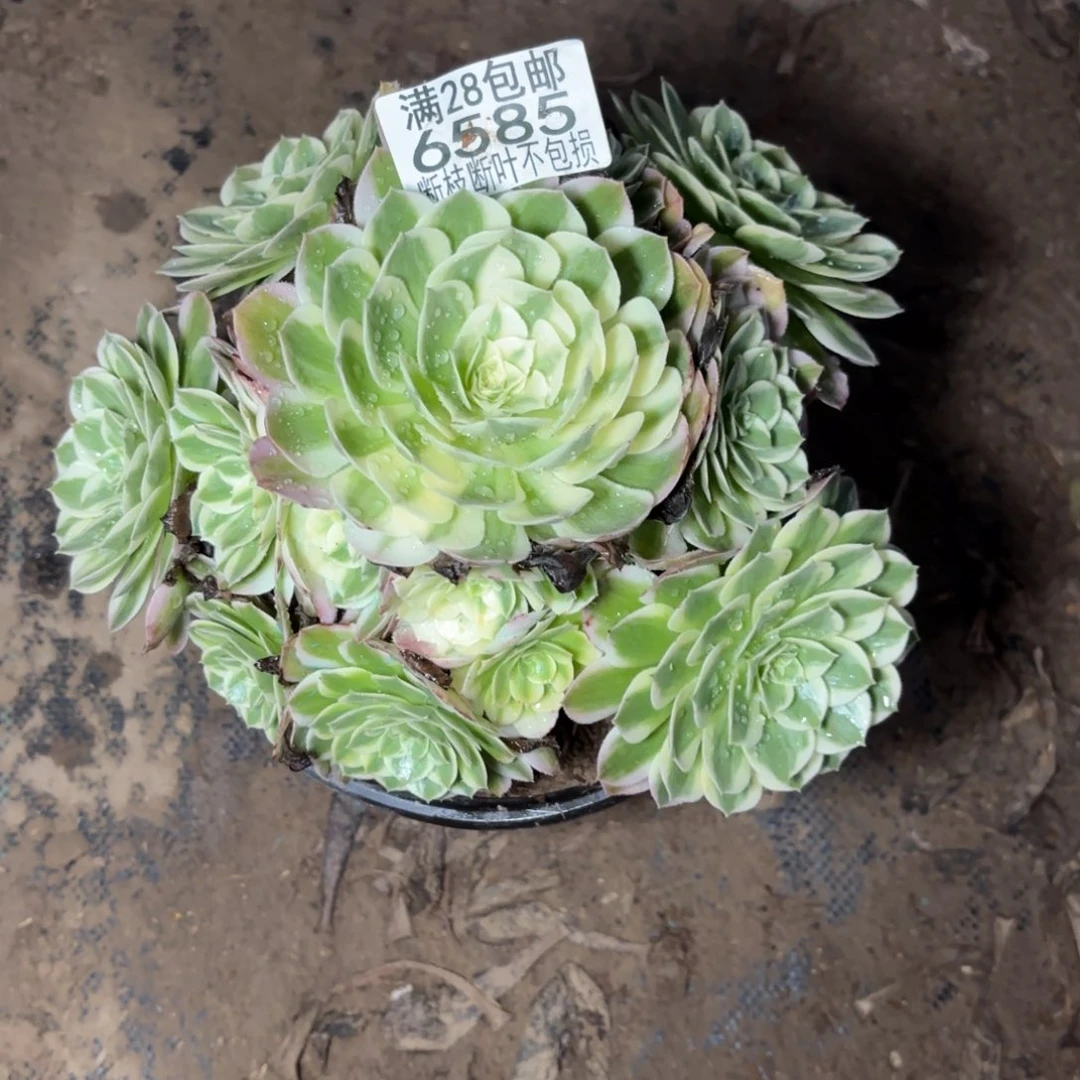 P. 6585海王多肉，？ad