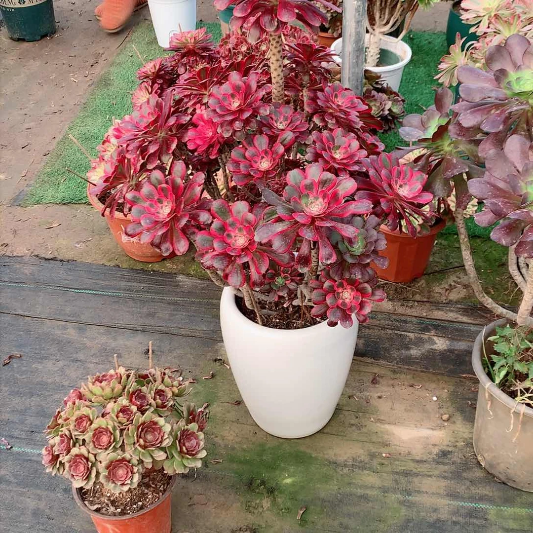 【闪购商品】飘*丽娜，多肉