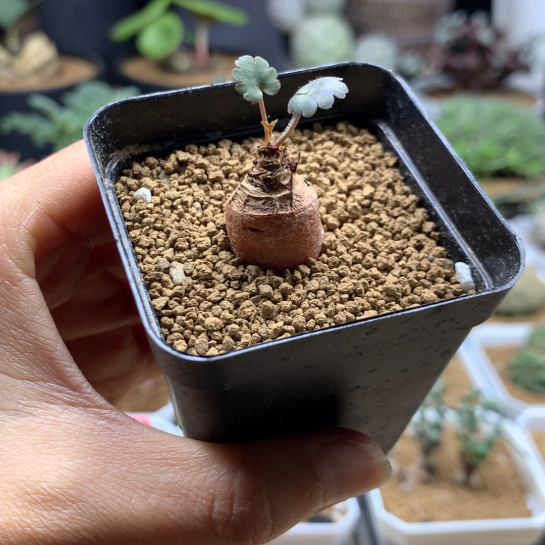 肾叶杨葵母本带盆多肉