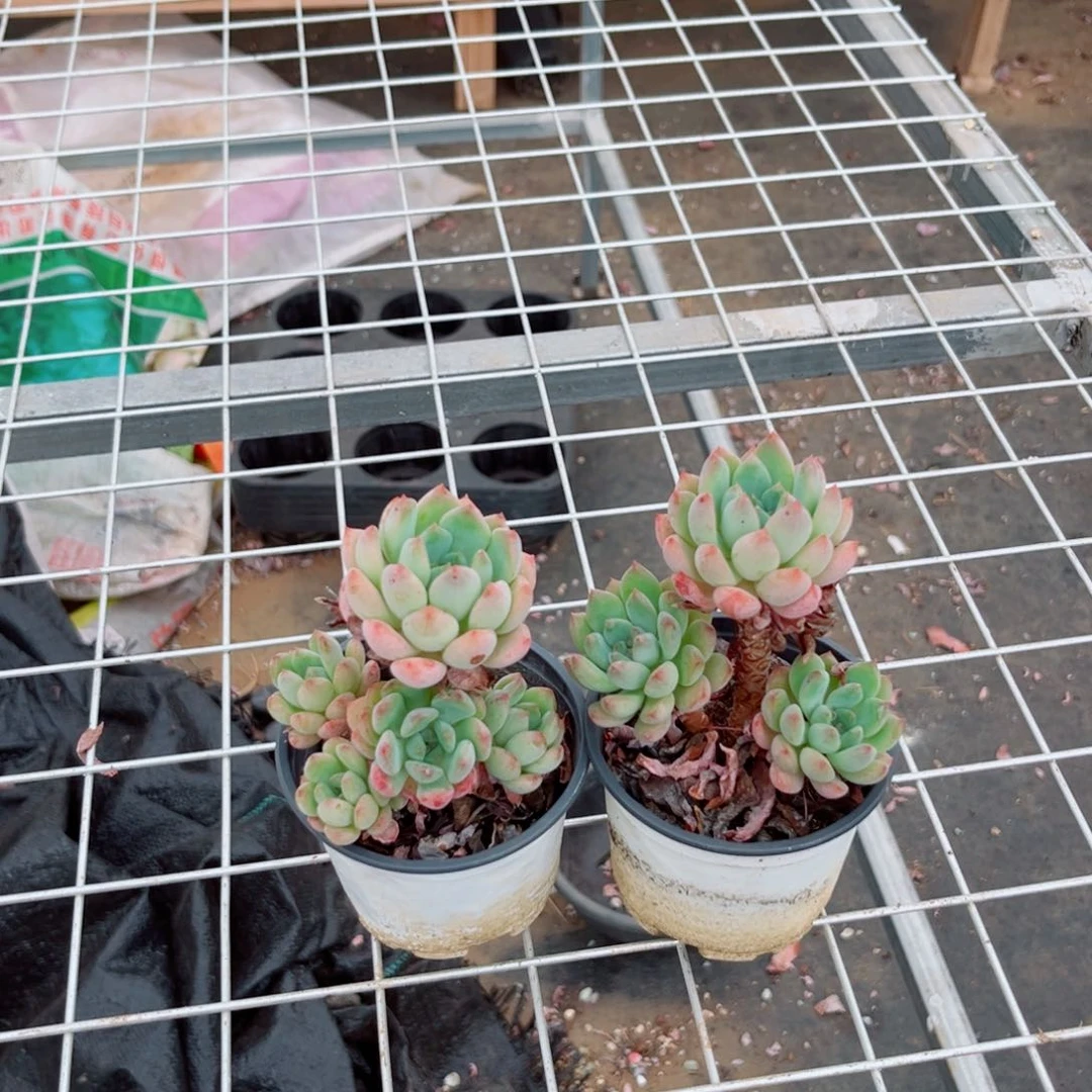 精品多肉小苹果两个
