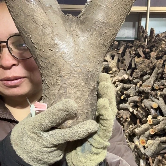 香榧木红*火琉璃的故事毛料摆件