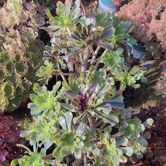 善***意多肉植物两个水墨