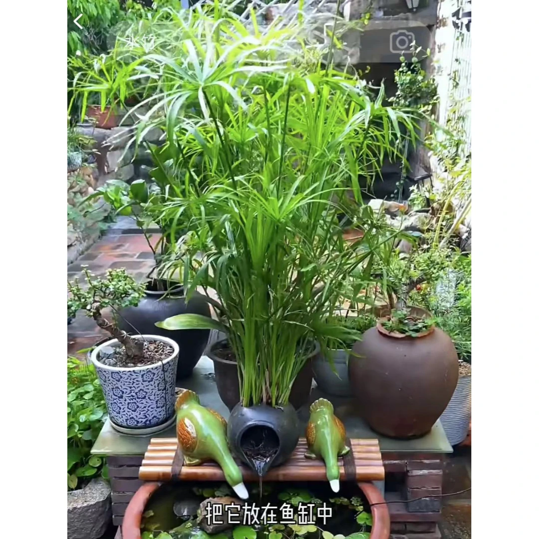 水竹半土半水植物绿植盆栽水棕竹风车草竹子盆栽造景旱伞养活庭院