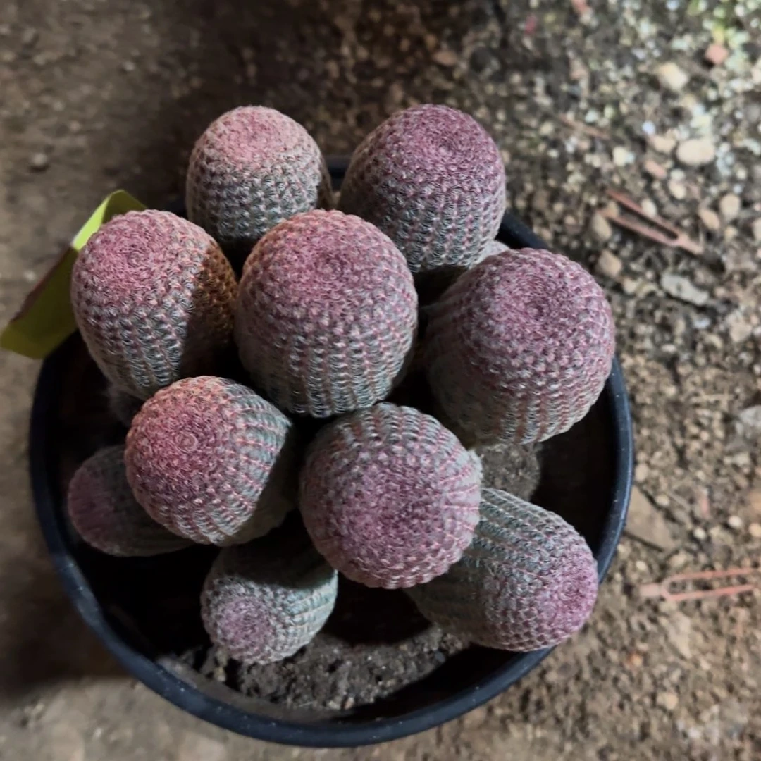 重***来可口可乐了可口可乐