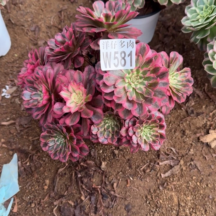 白月光581官服25左右2