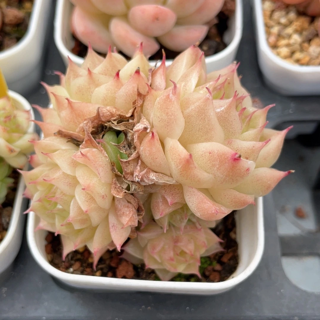 优选麦杆福利1067