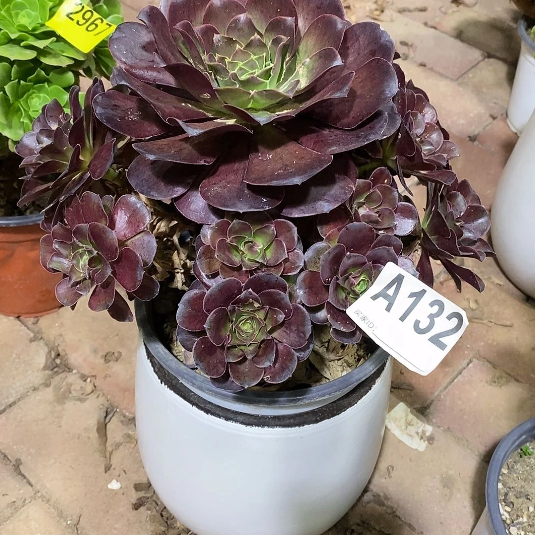 媚金玫瑰多肉法师132