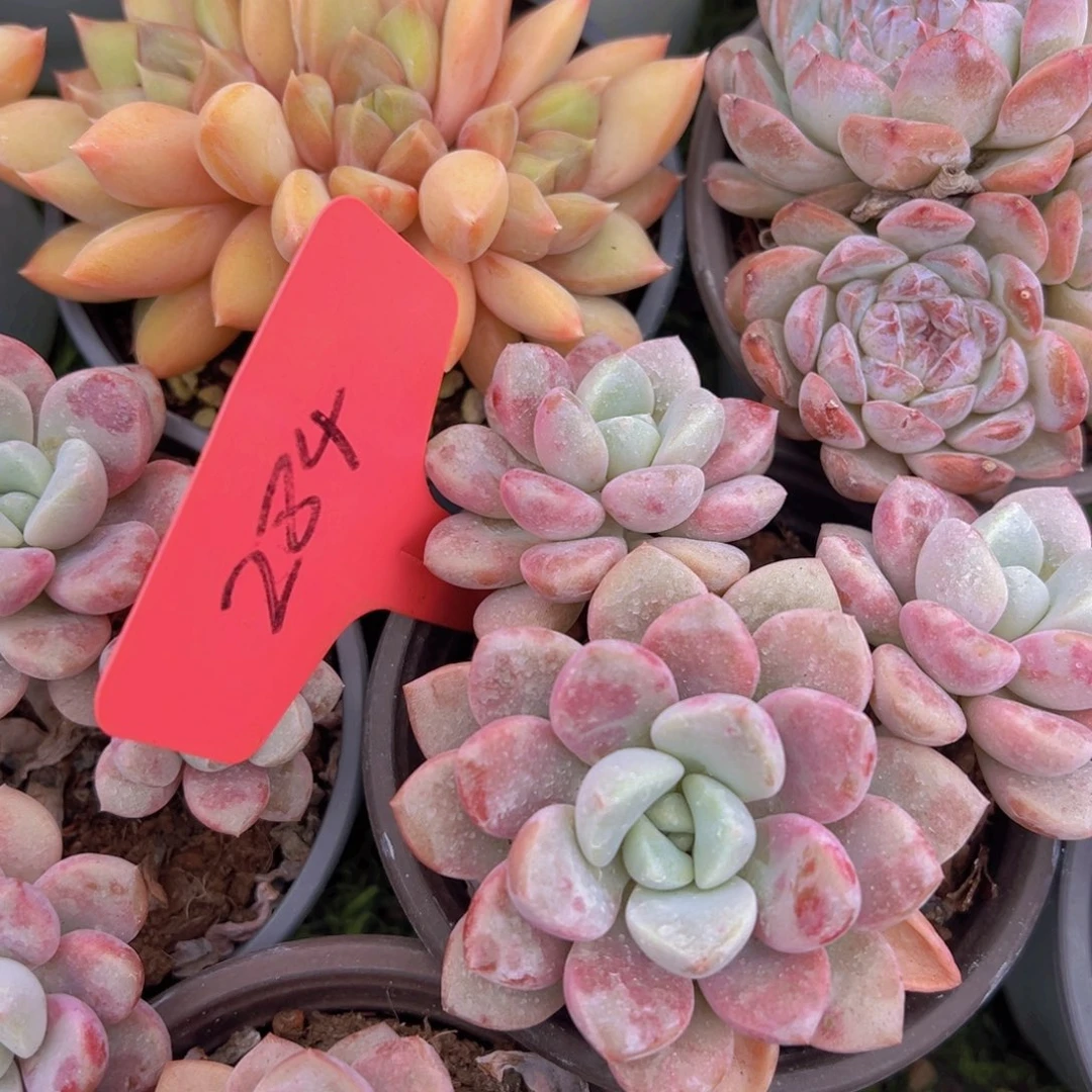 福利来啦来啦打榜