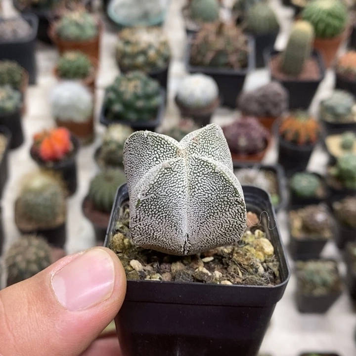 实生恩塚特价包邮