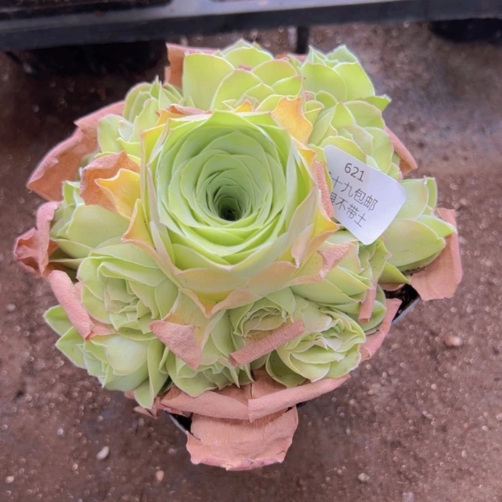 621 裸根不带土发货不包损