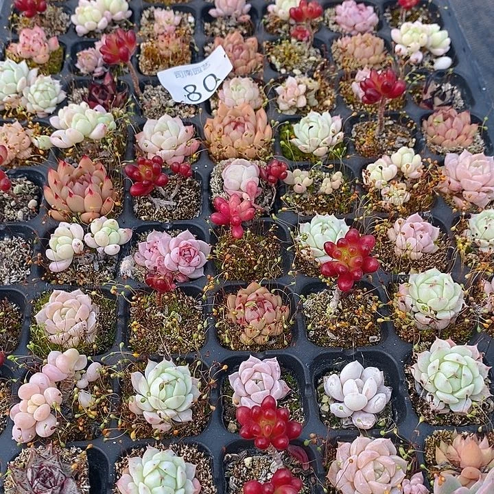 80 多肉植物盆栽花卉植物