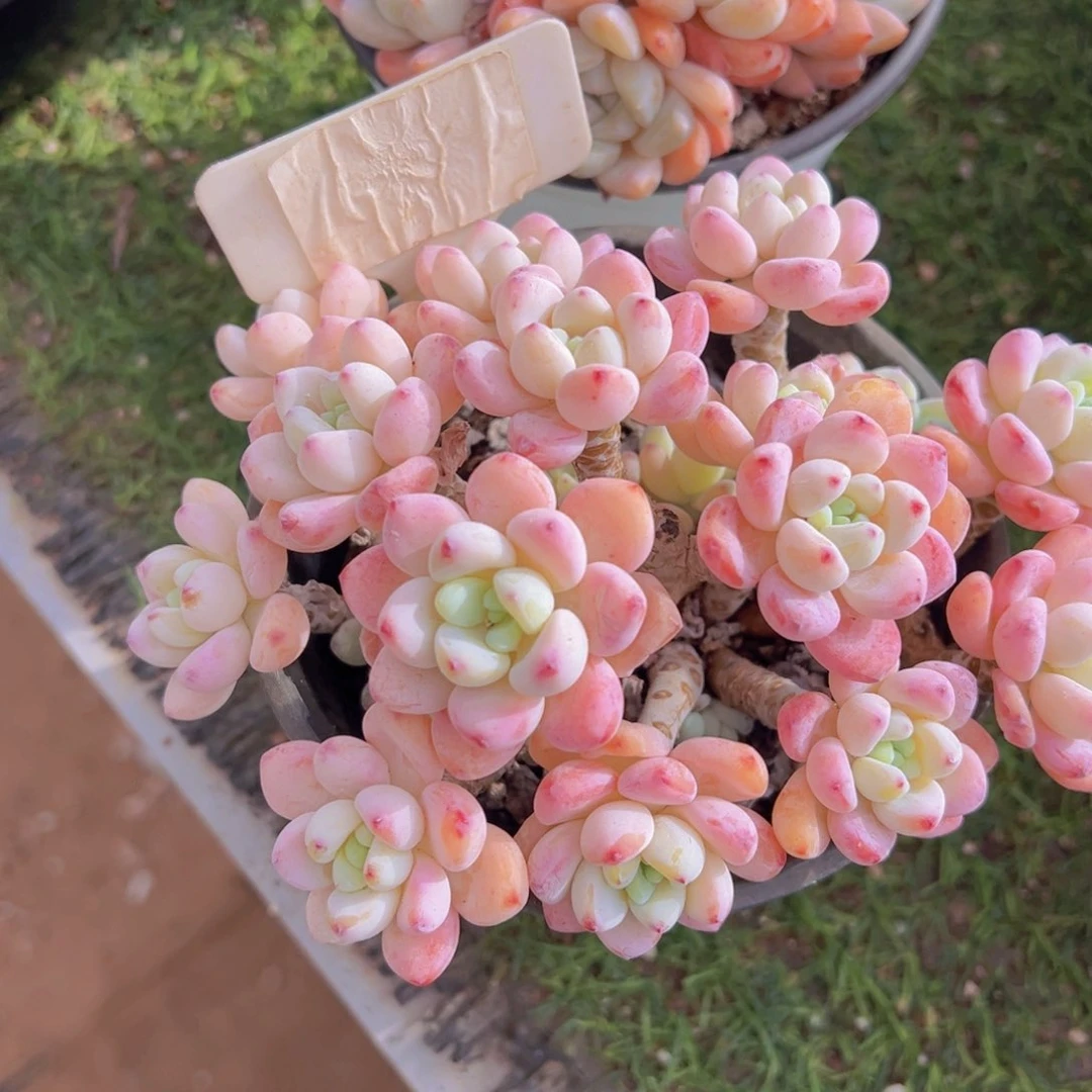 香玉的故事是一个人的故事