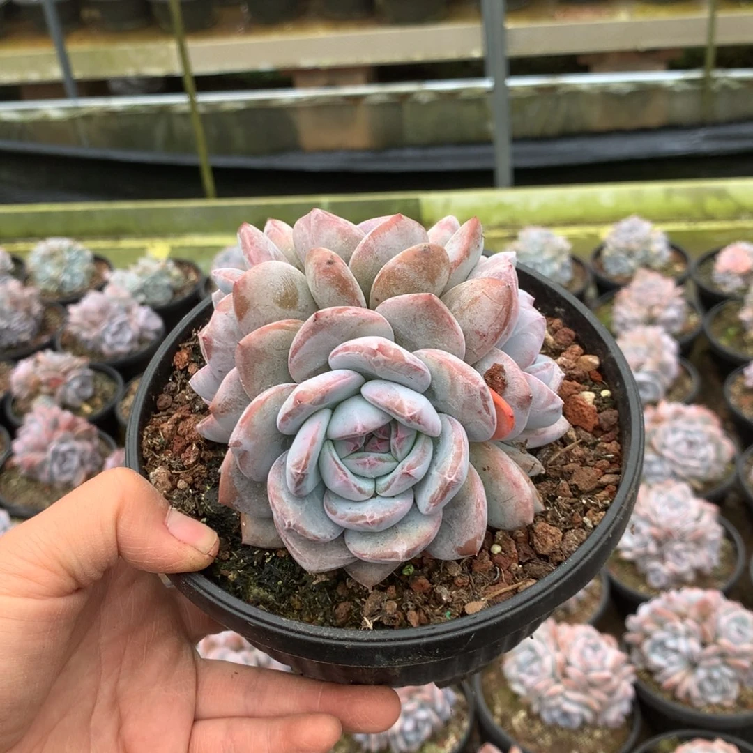 无花朵哈哈哈哈哈哈哈哈无砍40