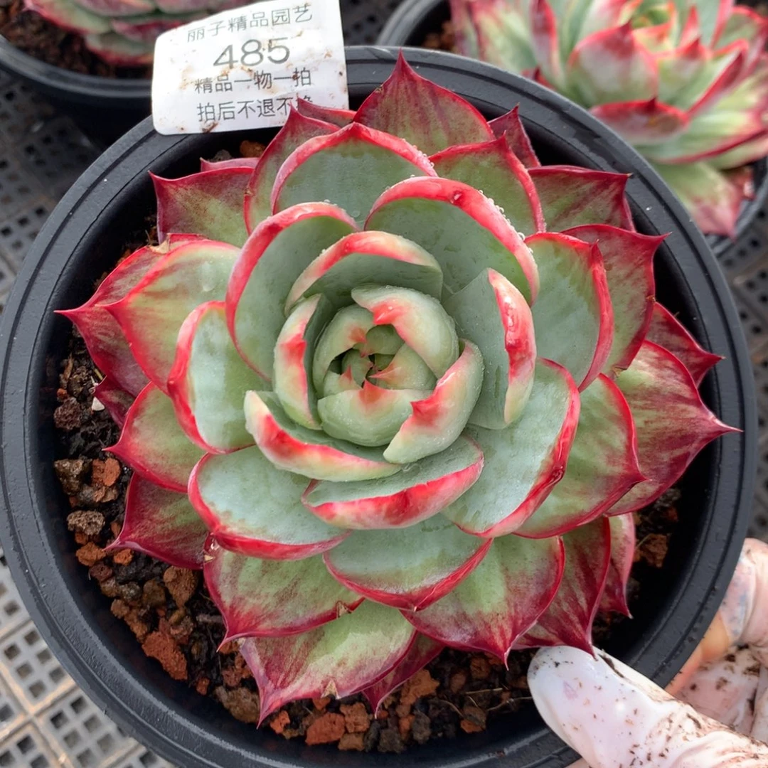 485号多肉植物惊鸿12.5