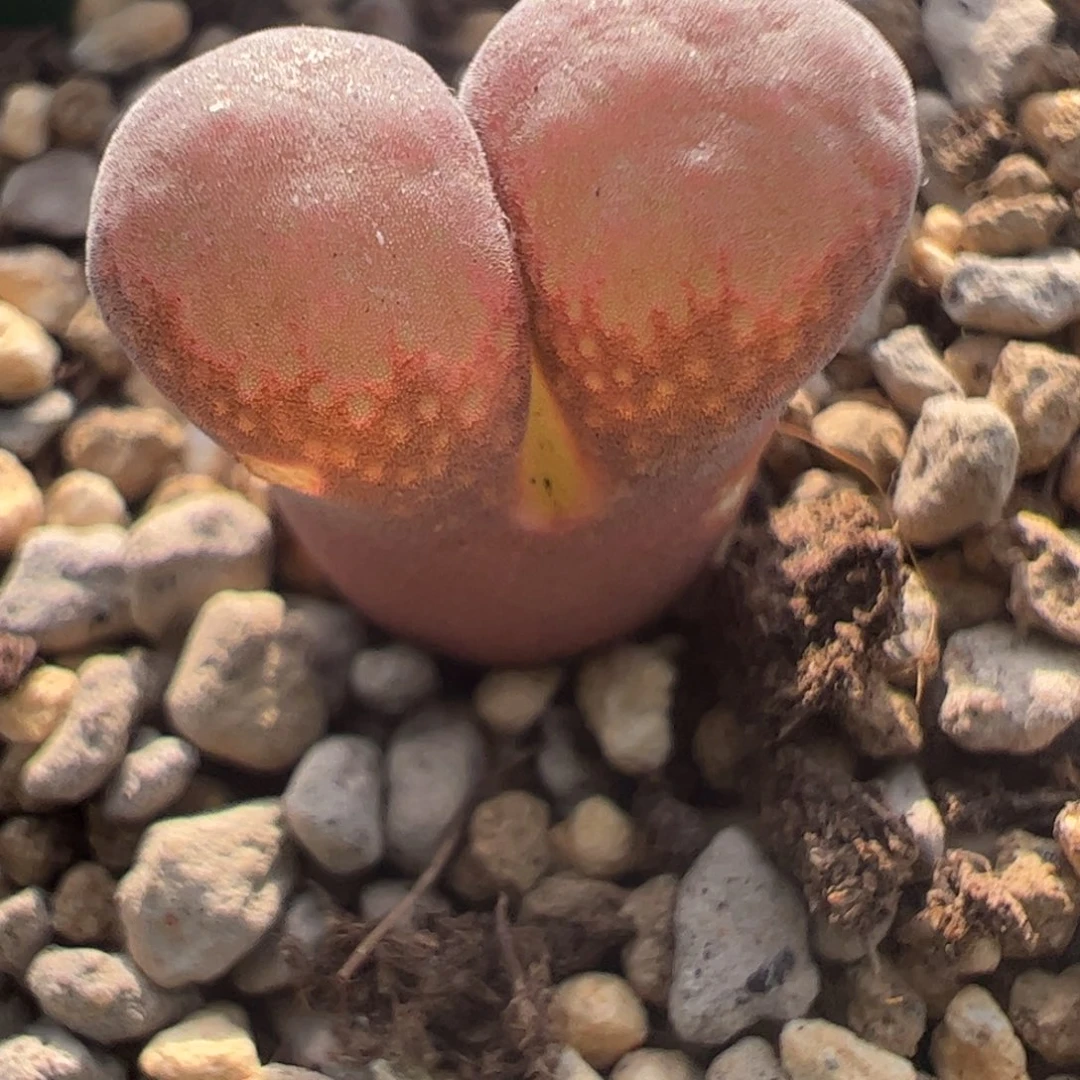 618 好看的多肉冲冲冲