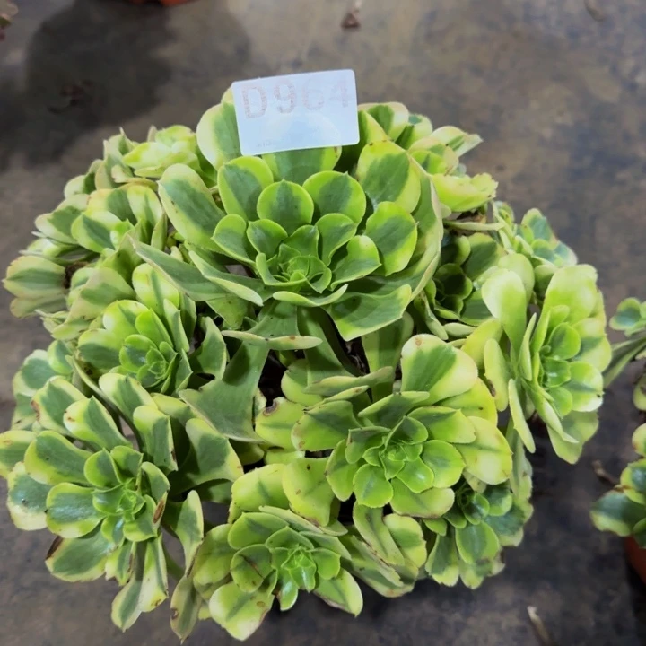 00000 00000964绿豆沙福利价