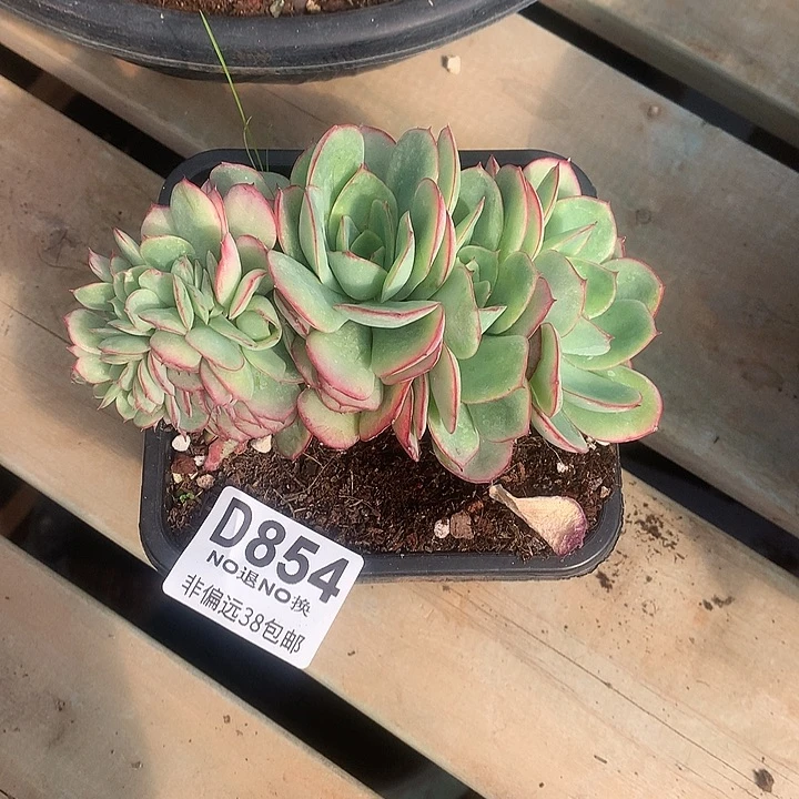 感***恩牡丹亭缀化 板子有撸叶子的伤 854