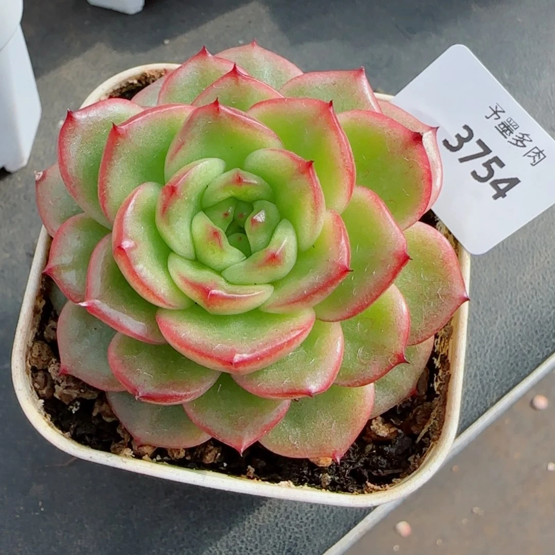 玉芷珍妮，3754多肉植物
