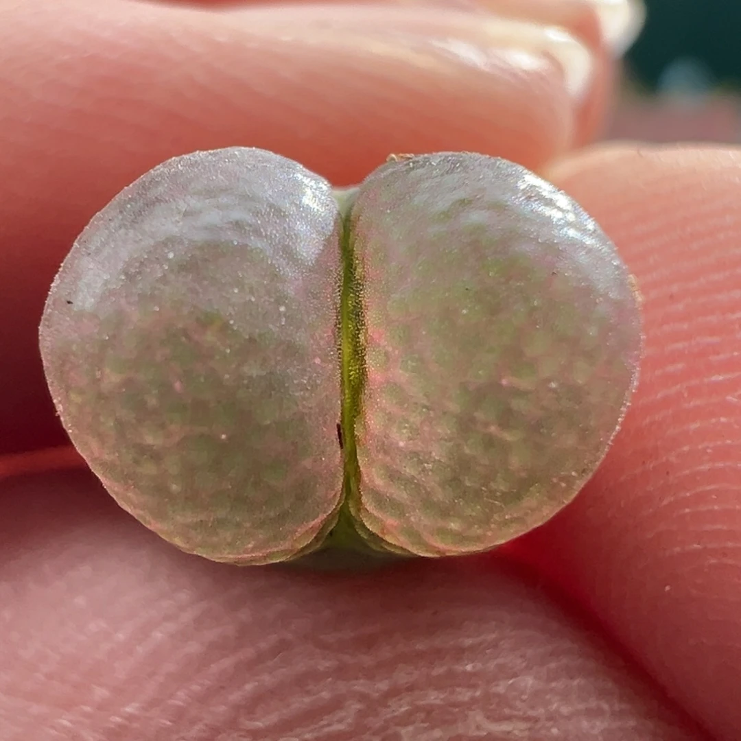 G7.4/1622。黑眼豆豆。