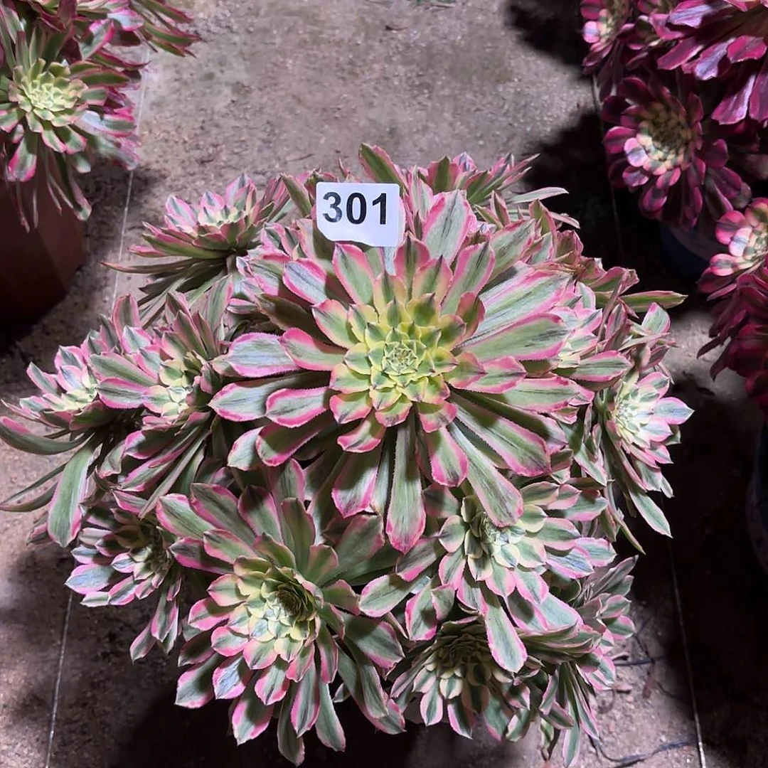 多肉法师粉钻29.9